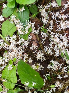 Şiddetli bahar yağmurundan sonra yerde beyaz çiçek yaprakları 