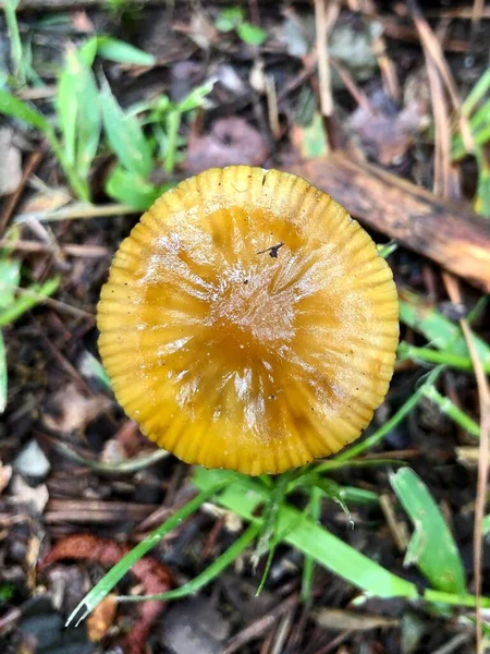 Gros Plan Champignon Rond Doré Mouillé Par Pluie Printanière — Photo