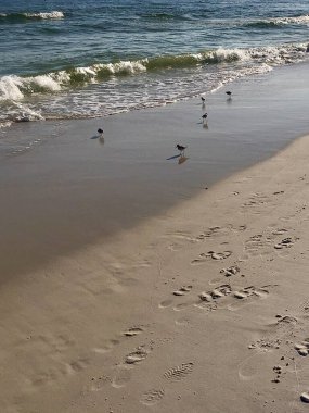 Kumsaldaki kumlu kuş dalgalar çekildikçe yiyecek arıyor.