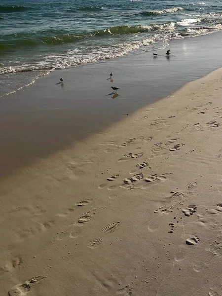 Sanderling Χερσαίο Πουλί Άδεια Παραλία Ψάχνει Για Τροφή Καθώς Κύματα — Φωτογραφία Αρχείου