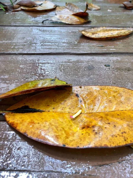 Hojas Húmedas Pasarela Madera Mientras Sale Sol Después Lluvia —  Fotos de Stock