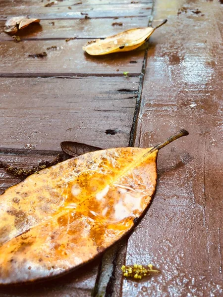Folhas Molhadas Passarela Madeira Quando Sol Sai Após Chuva — Fotografia de Stock