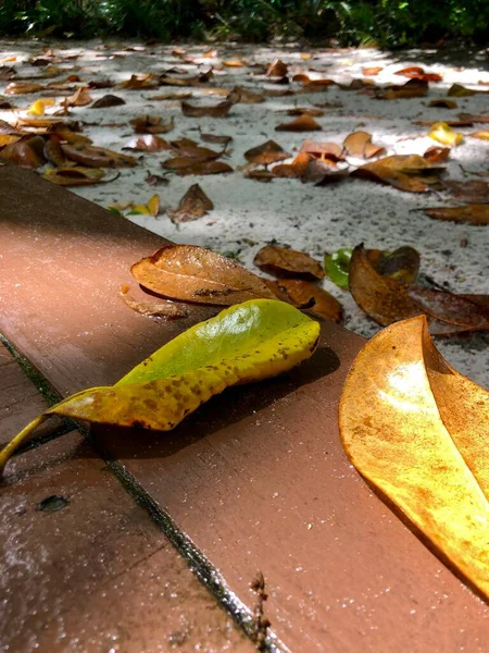 Hojas Húmedas Pasarela Madera Mientras Sale Sol Después Lluvia —  Fotos de Stock