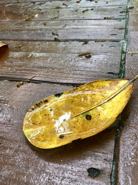 Hojas Húmedas Pasarela Madera Mientras Sale Sol Después Lluvia —  Fotos de Stock