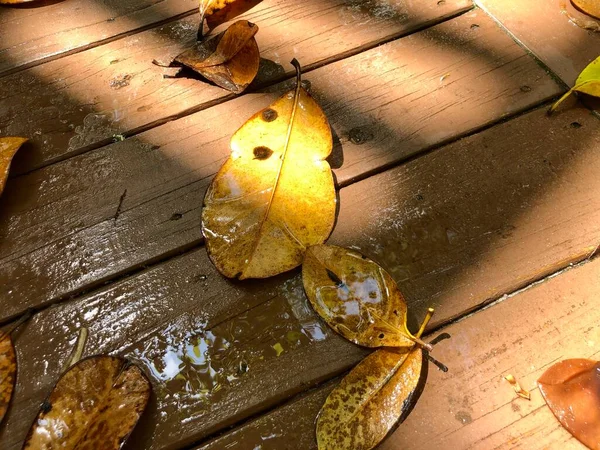 Hojas Húmedas Pasarela Madera Mientras Sale Sol Después Lluvia —  Fotos de Stock