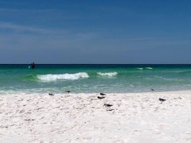 Sahilde bir grup çulluk.