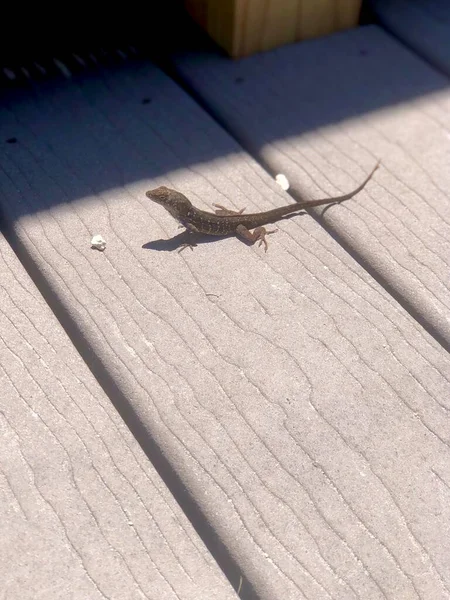 Fechar Pequeno Lagarto Marrom Passarela — Fotografia de Stock