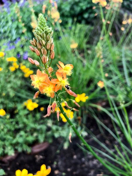 Kleine Bestuiver Felgekleurde Bloem Vlindertuin — Stockfoto