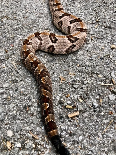 Large Adult Timber Rattlesnake — Stock Photo, Image