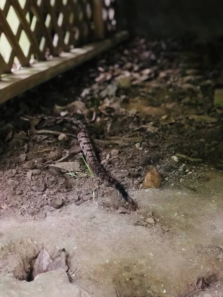 Grande Serpente Sonagli Legno Adulto — Foto Stock