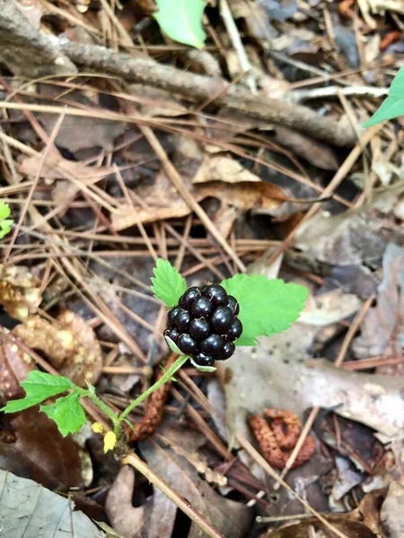 Closeup Individual Berries Wild Blackberry Thicket Woodlands — Stock Photo, Image