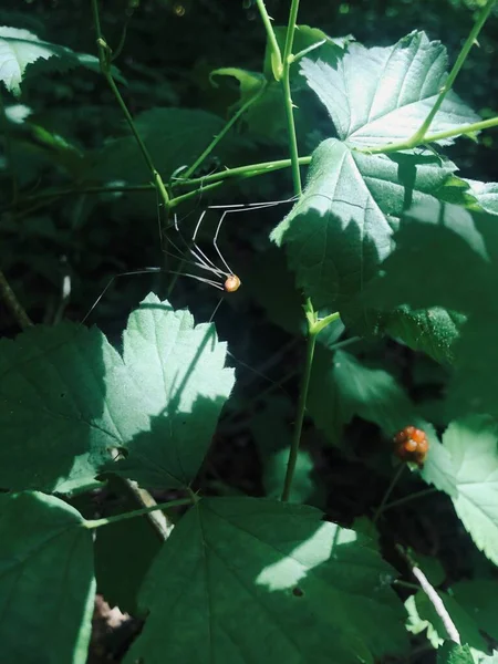 森の中の緑の葉の上のパパの長い脚のクモ — ストック写真