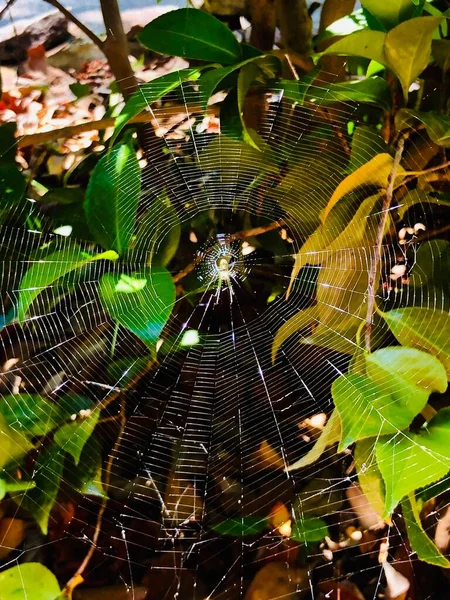 Sonnenlicht Und Schatten Spinnennetz — Stockfoto