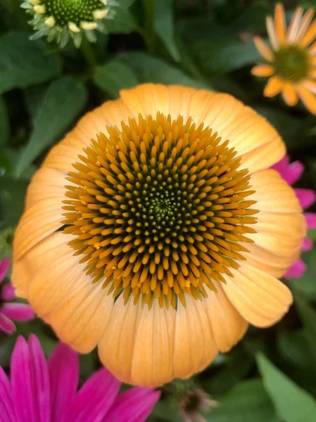 Closeup Coneflower Head — Stock Photo, Image