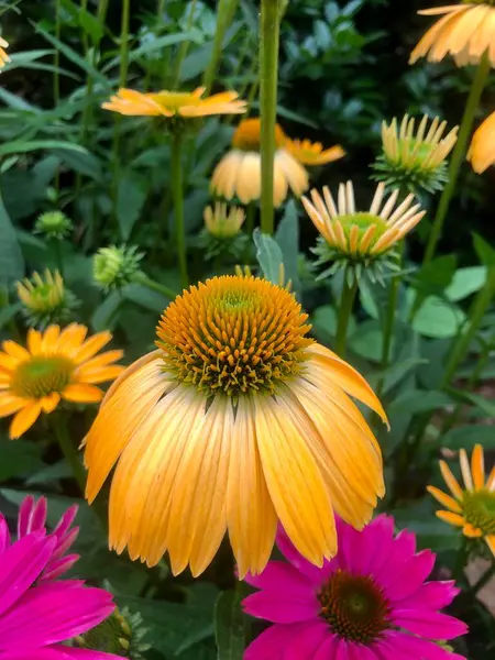 Närbild Koneflower Head — Stockfoto