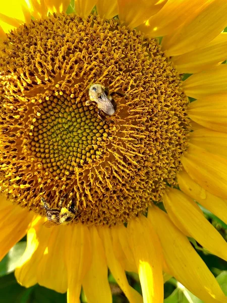 Primer Plano Del Girasol Sector Agrícola —  Fotos de Stock