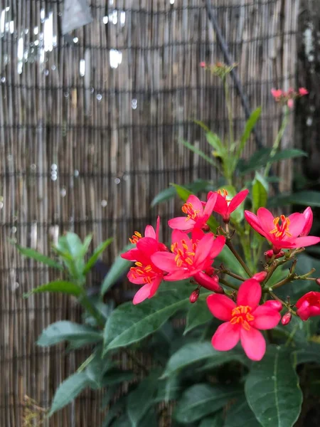 Flores Coloridas Paisagismo Tropical — Fotografia de Stock