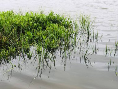 Partially submerged grasses at high tide on waters edge of bayou