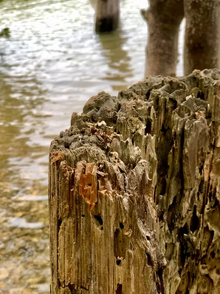 Dřevěné Pilíře Mělké Vodě Bayou — Stock fotografie