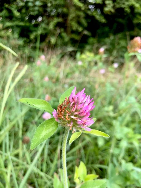 Dettaglio Primo Piano Fiori Selvatici Pascolo Estate — Foto Stock