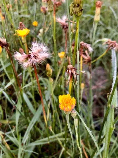 Detalle Cerca Flores Silvestres Pasto Verano —  Fotos de Stock