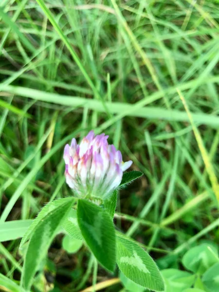 Dettaglio Primo Piano Fiori Selvatici Pascolo Estate — Foto Stock