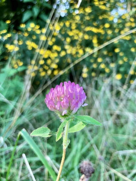 Dettaglio Primo Piano Fiori Selvatici Pascolo Estate — Foto Stock