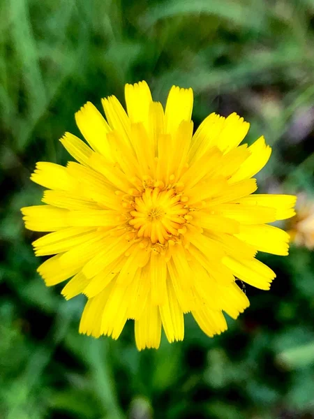 Detalle Cerca Flores Silvestres Pasto Verano —  Fotos de Stock