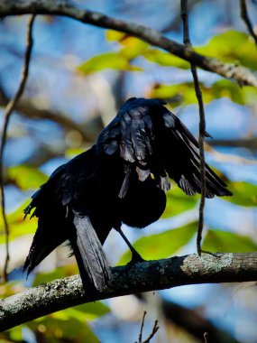 Bir ağaç dalında tüylerini diken diken eden Amerikan Kargası