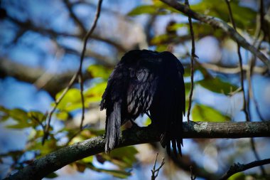 Bir ağaç dalında tüylerini diken diken eden Amerikan Kargası