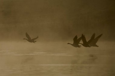 Kanada kazları manzaralı bir gölde