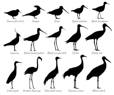 Water birds and birds of fields. Silhouettes vector collection. clipart