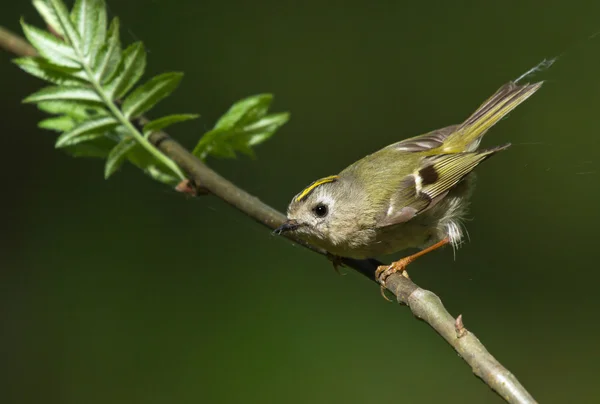 Goldcrest on branch