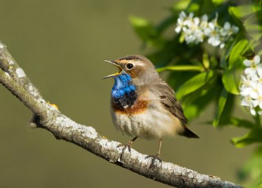 Bluethroat dalı