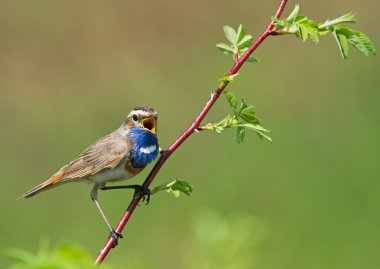 Bluethroat on the branch clipart
