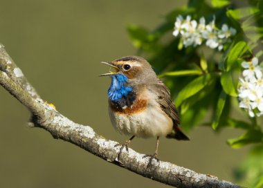 bluethroat dalı