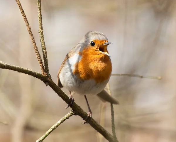 Singing European robin
