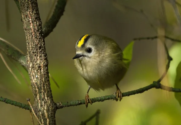 Goldcrest on branch
