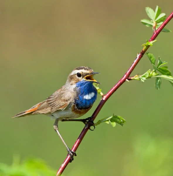 Bluethroat dalı