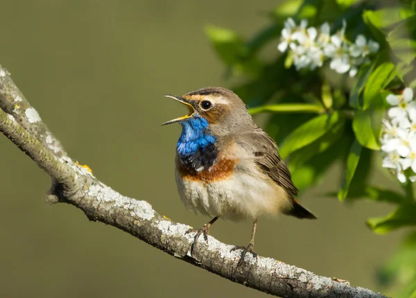 Blaukehlchen auf Ast — Stockfoto