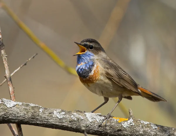 Singing Bluethroat on the branch