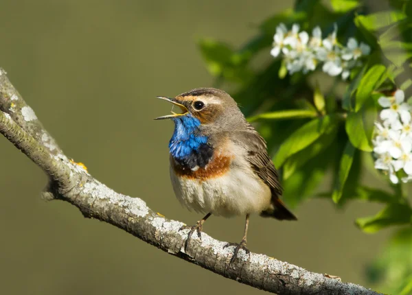 bluethroat dalı