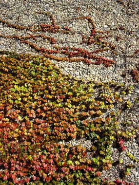 Kırmızı ve yeşil sarmaşıklarla çevrili taş bir duvar. Sonbahar.