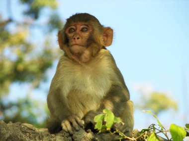 Ağaç dalındaki küçük bir maymun, güneşle aydınlanıyor. Hindistan.