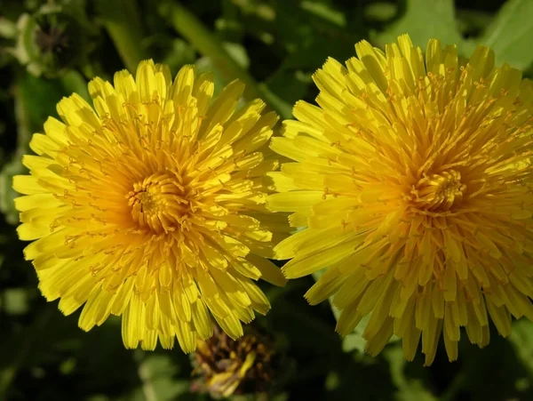 Taraxacum campylodes G.E. Haglund. Çiçekli karahindiba. Güneş sembolü. Yaz. Sarı. 