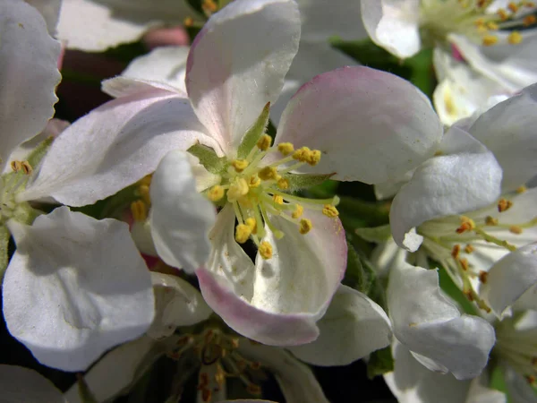 Malus domestica Borkh. Flowers of a wild apple tree. Spring. Bloom. Garden, — Stock Photo, Image