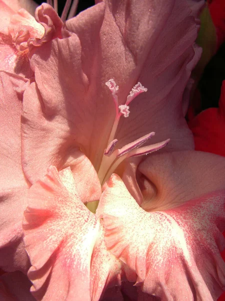 Gladiolus rosa. Makro. Kärna. Blomsterenhet. Sommarblomma — Stockfoto