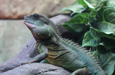 Yeşil iguana teraryumda. Sürüngen. Amfibiler.