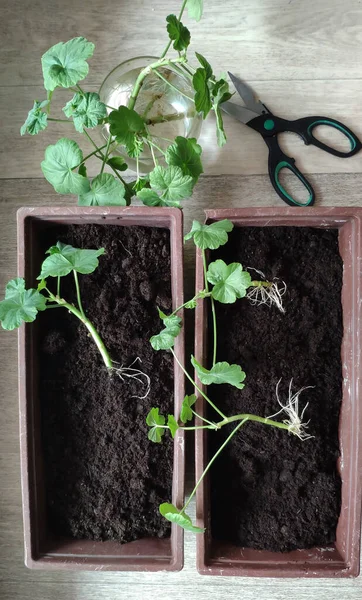 Pelargonium corta cajas. Propagación de plantas por esquejes. Tijeras. Imagen de stock