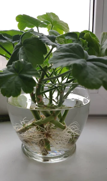 Esquejes de pelargonio en un frasco de agua. Arraigo. Imagen de archivo